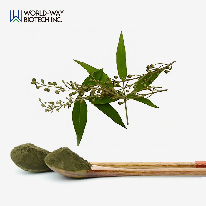Vitex Negundo Extract